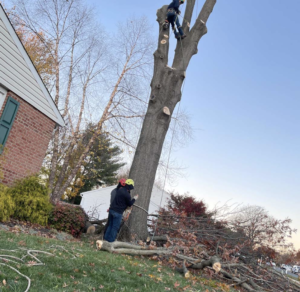 Tree services Toronto