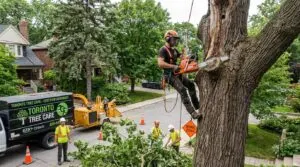 Stump grinding vs stump removal Toronto which is better - Toronto Tree Removal