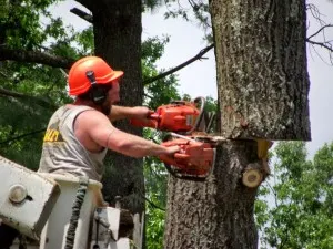 tree removal georgina ontairo