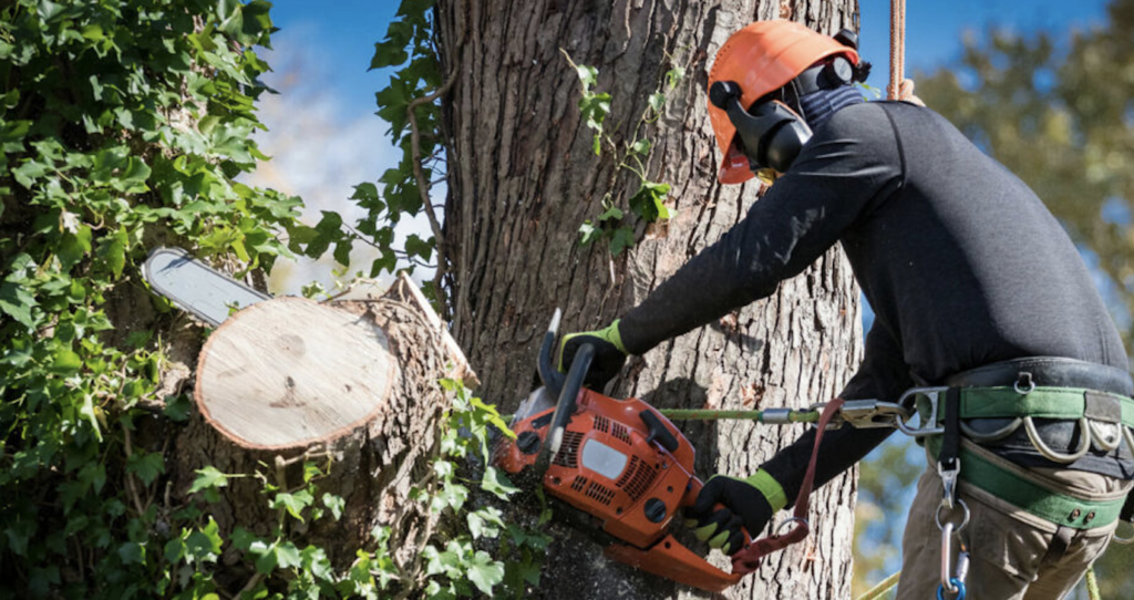 Average cost to cut down a 40 ft tree in Toronto