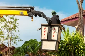 Tree Services in Toronto