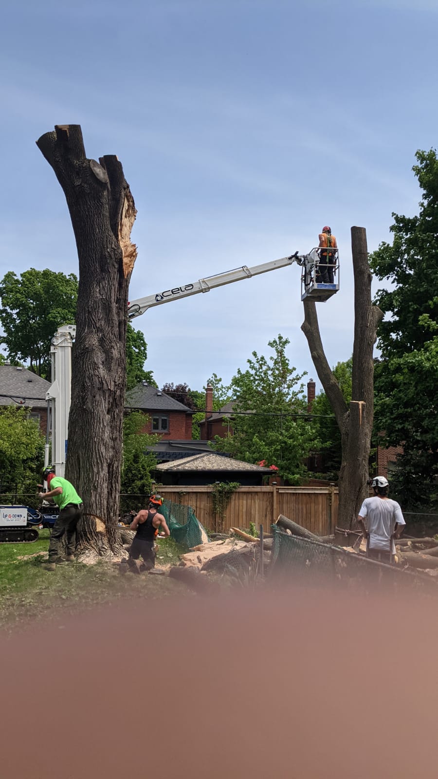 Tree Pruning Toronto | Professional Trimming Services | Free Estimates