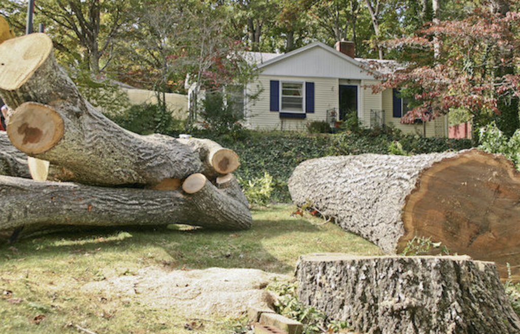 Tree cutting and removal service in Toronto and the GTA