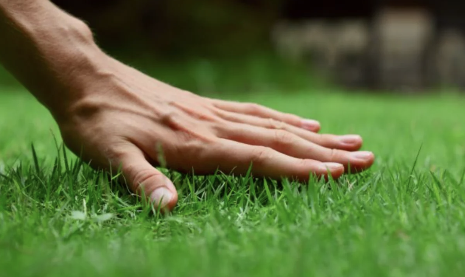 keeping the grass at proper levels in toronto