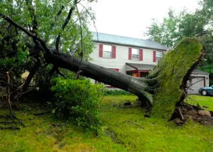 Trees and home insurance in Toronto