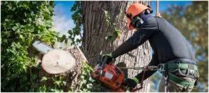 Tree Trimming in Toronto