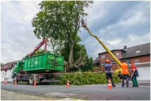 Tree cutting services in Toronto