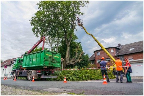 Tree cutting services in Toronto