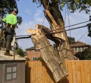 Tree cutting Toronto equipment ready for use