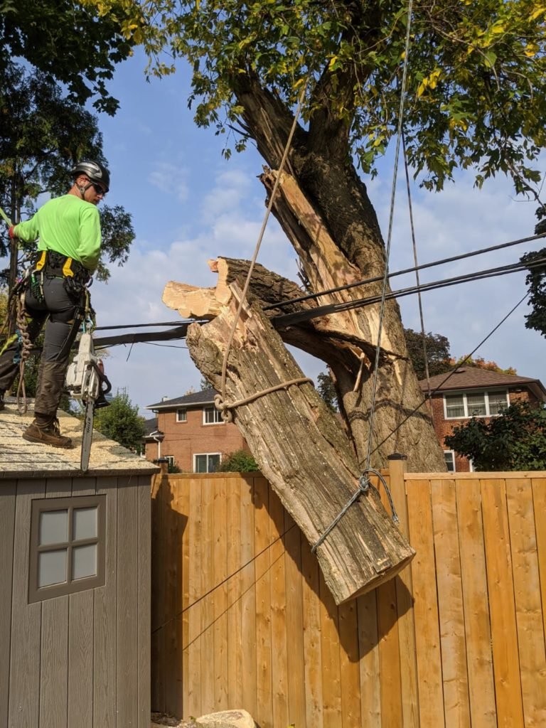 Cutting down a tall maple tree in Toronto Downtown