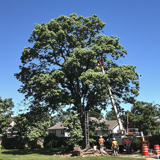 Toronto tree removal rules, tree permit Toronto, illegal tree cutting Toronto, tree protection bylaw, Toronto arborist report, tree removal fine Toronto, heritage tree Toronto, private tree removal Toronto, Toronto urban forestry, tree preservation Toronto