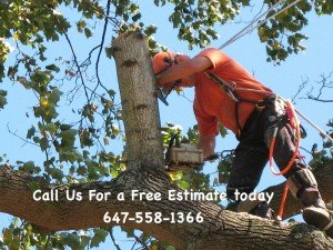 Toronto Tree Removal servicing East York