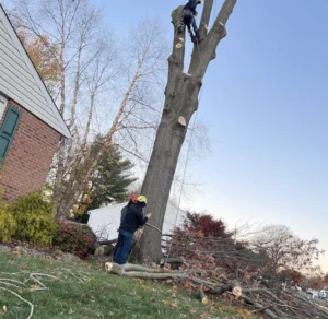 Tree service Toronto
