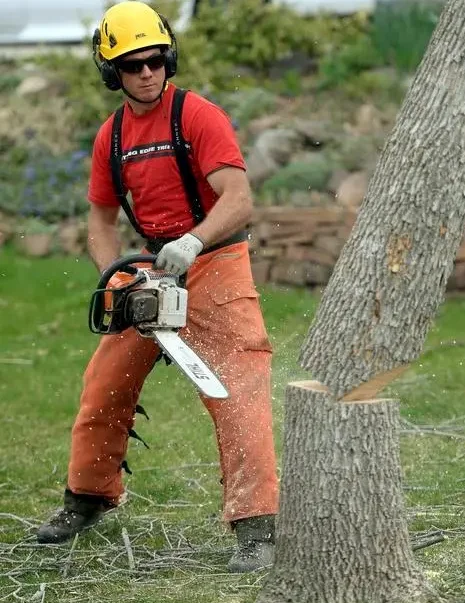 They are the top-rated tree removal company that provides their service in Toronto