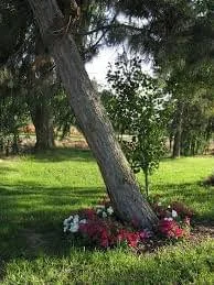 tip on how to fix leaning tree problems in Toronto