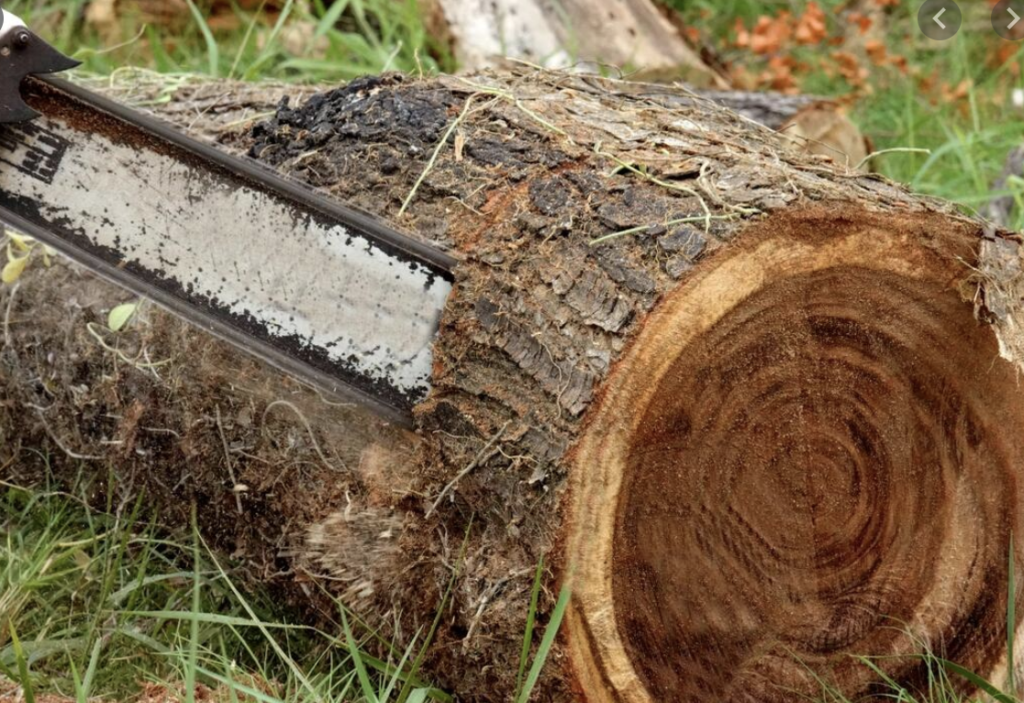 Tree Falling Chilliwack