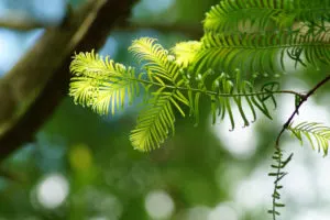 certified tree specialists