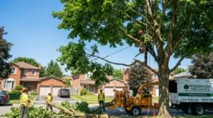 Dead Tree Removal Toronto: Complete Safety Guide for Mississauga Homeowners - Professional tree removal Toronto