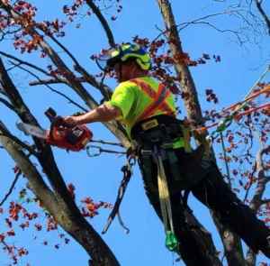Arborist trimming a maple tree in East York
