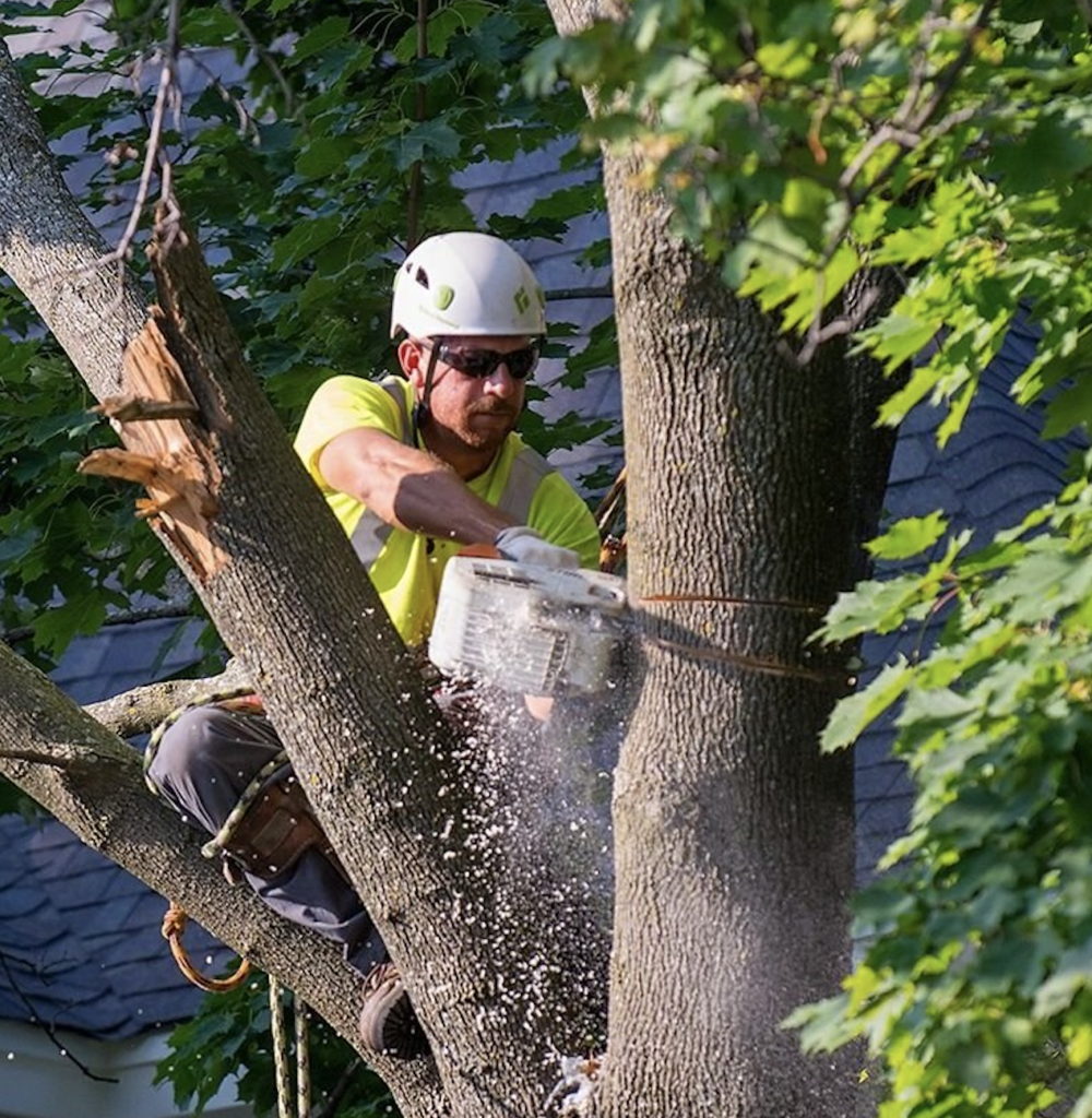 Fallen tree removed by emergency crew in Guildwood