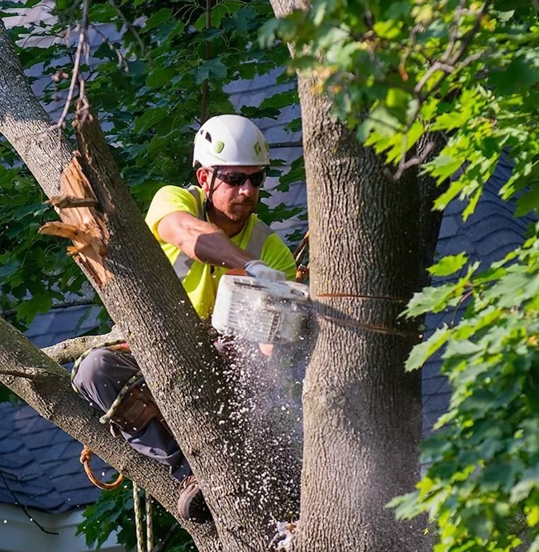 Fallen tree removed by emergency crew in Guildwood