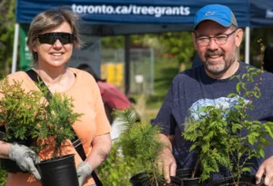 Tall evergreen trees creating natural privacy in a North York backyard
