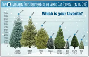 how to care for evergreen plants