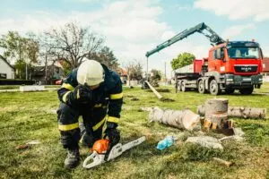 Tree removal permits toronto online