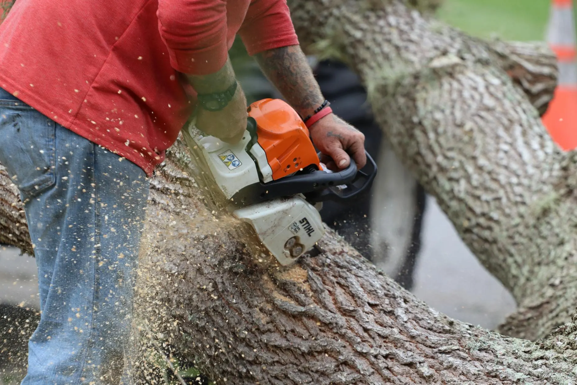 Finding an Arborist in Toronto