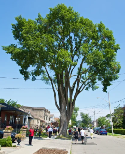 Maintained trees in East York backyard