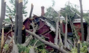 Tree cutting services in Toronto