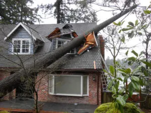 Tree removal services Toronto