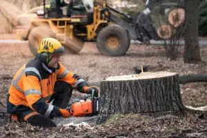 Tree cutting Toronto by certified arborist