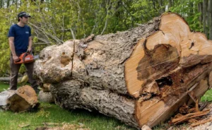 Large maple tree with broken branches after a windstorm in Toronto, Ontario