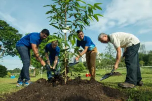 learn how to plant a tree the right way