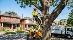 Professional Ash Tree Removal Services in Toronto - Fast & Safe Solutions - Professional tree removal Toronto