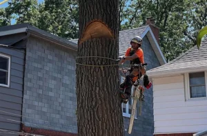 Local arborist inspecting hazardous tree in a residential area of Scarborough