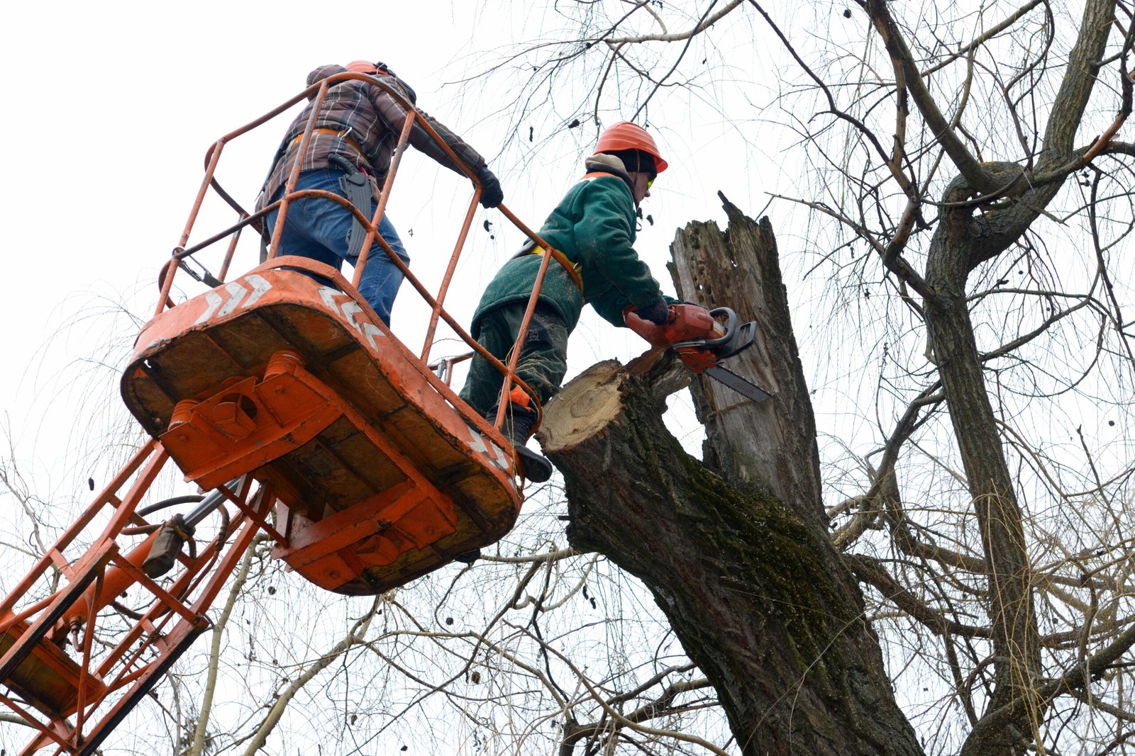 Tree cutting services