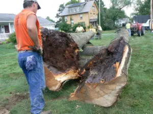 symptoms of sick trees on your land in Toronto