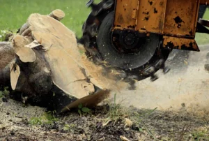 A professional team grinding a tree stump in a Toronto backyard with residential homes in the background