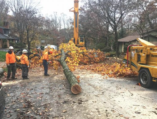 Stump being removed from small backyard in Cabbagetown 