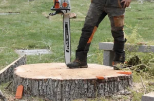 Comparison of tree stump removal and grinding services in Toronto, showing a stump being removed on one side and grinded on the other