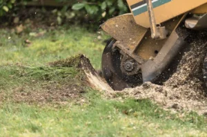 Stump Dilemma Solved: Removal or Grinding in Toronto?