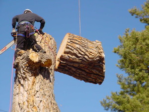 Toronto Tree Removal servicing a maple tree in Brampton