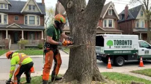 What Is Tree Cabling and Does My Tree Need It - Toronto Tree Removal