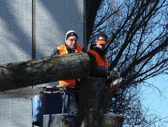30-foot maple tree before removal in residential Toronto yard